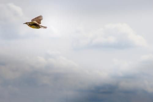 YWAM Meadowlark